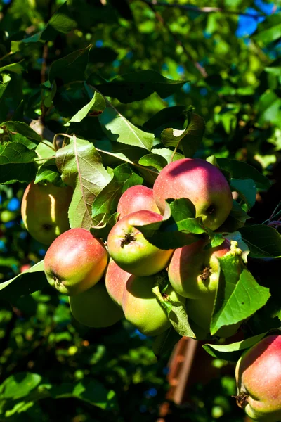Äpfel hängen am Apfelbaum — Stockfoto