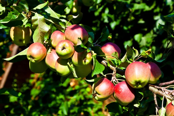 Яблоки висят на яблоне — стоковое фото