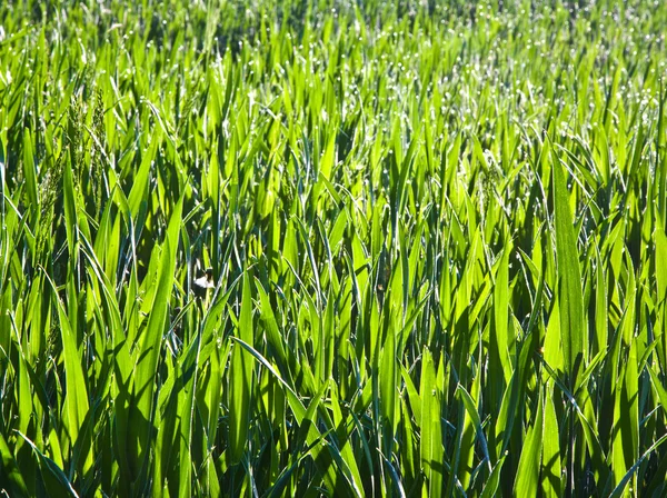Grama verde fresca com orvalho no prado — Fotografia de Stock