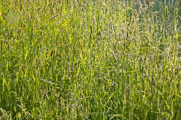 Verse groene gras met dauw in weide — Stockfoto