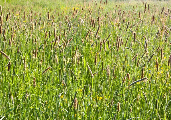 Hierba verde fresca con rocío en el prado — Foto de Stock