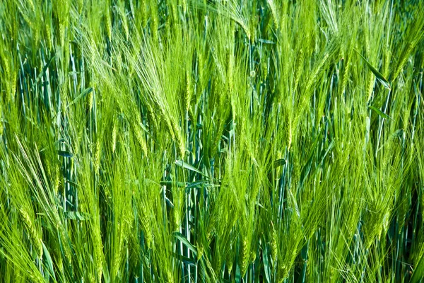 Hierba verde fresca con rocío en el prado — Foto de Stock