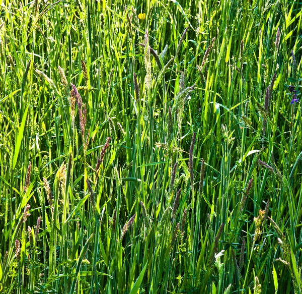 Färskt grönt gräs med dagg i äng — Stockfoto