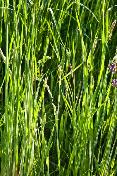 Taze yeşil çimen çiy çayırda ile — Stok fotoğraf