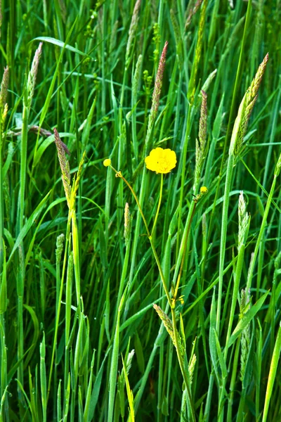 Färskt grönt gräs med dagg i äng — Stockfoto