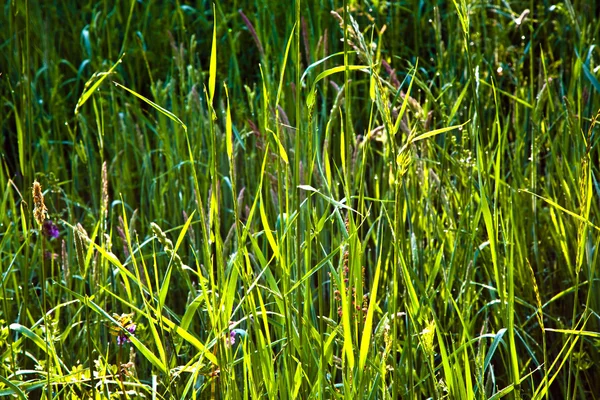 与在草地上的露水的新鲜绿草 — 图库照片