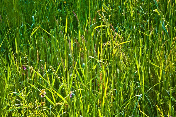 Verse groene gras met dauw in weide — Stockfoto