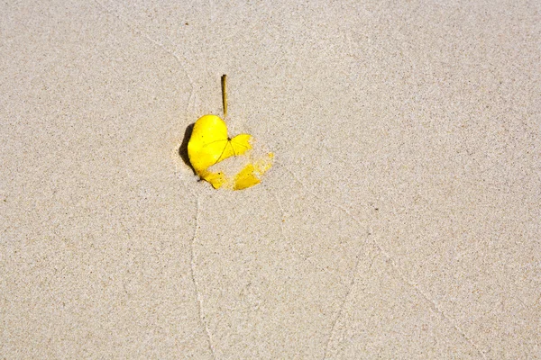 Feuille couchée sur la plage de sable — Photo