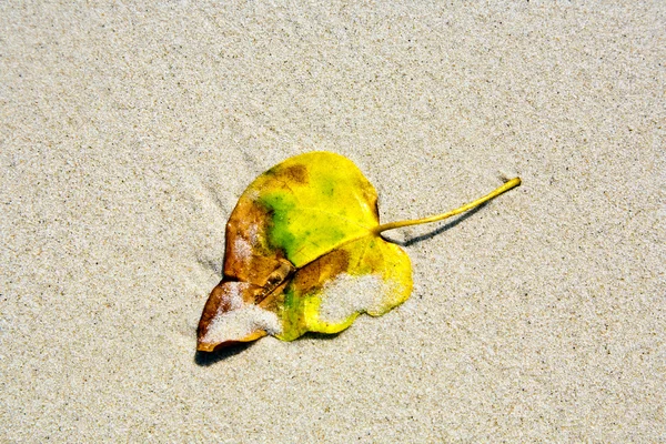 Leaf lying at the sandy beach — Stock Photo, Image