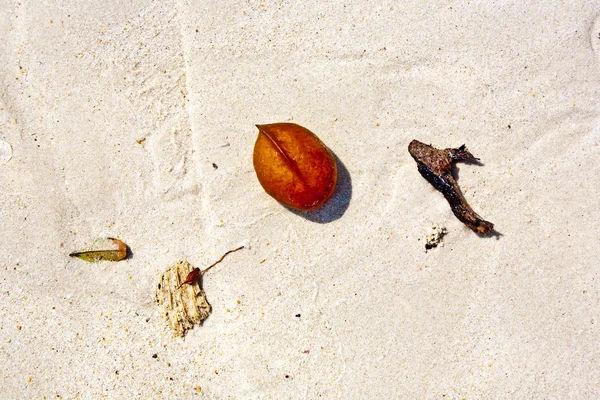 Лист, лежащий на песчаном пляже — стоковое фото