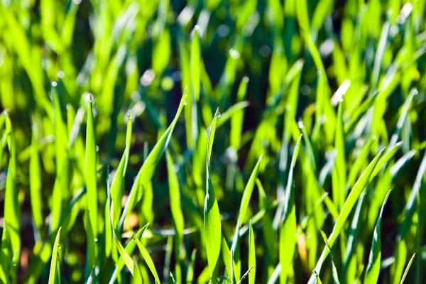 Çiy taneli taze yeşil çimen — Stok fotoğraf