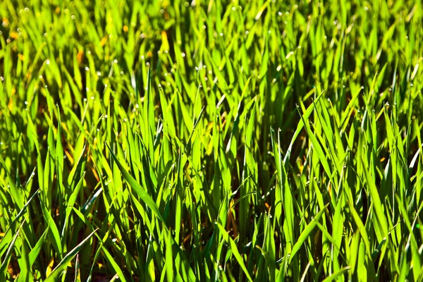 Свежая зеленая трава с росой — стоковое фото