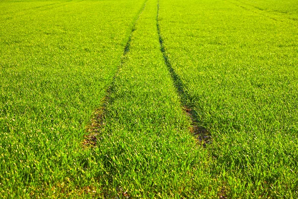 Fresh green grass with dew and mark of tractor — Stock Photo, Image
