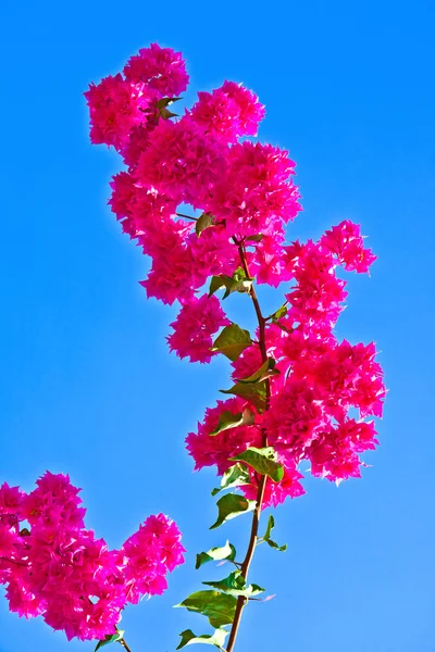 Krásné červené popínavé rostliny s modrou oblohou — Stock fotografie