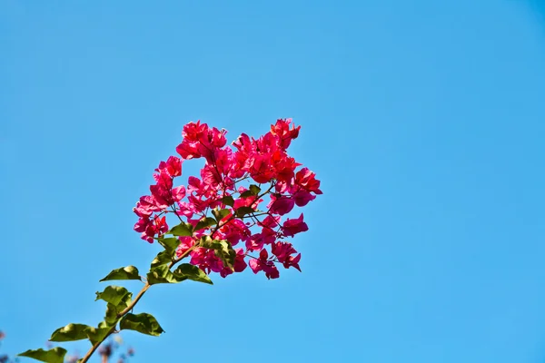 Krásné červené popínavé rostliny s modrou oblohou — Stock fotografie