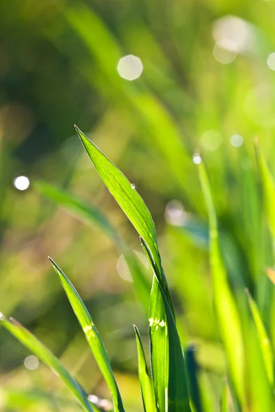 Красивая зеленая трава в деталях с росой — стоковое фото