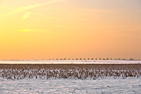 Ландшафт с заснеженными полями в зимнее время — стоковое фото