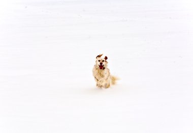 Dog running on snow covered fields clipart