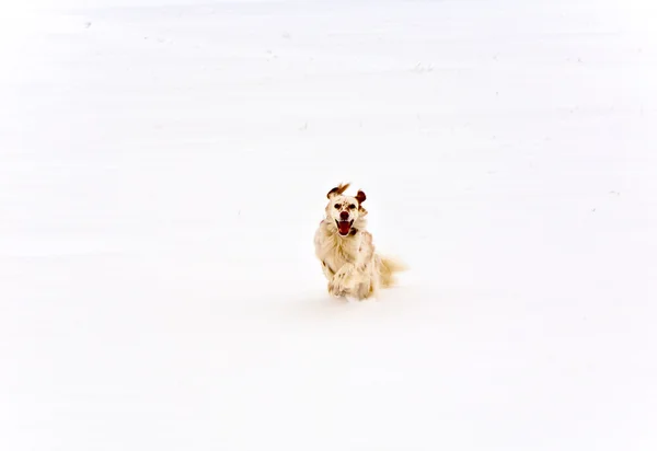 Perro corriendo en campos cubiertos de nieve — Foto de Stock