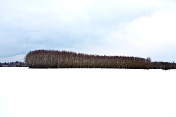 Bäume im Winter mit schneebedeckten Feldern — Stockfoto