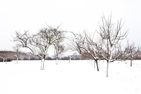 Pisos con nieve en invierno con árboles — Foto de Stock