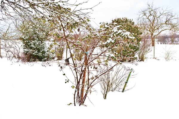 Płaskiej ziemi śniegu w zimie z drzewa — Zdjęcie stockowe