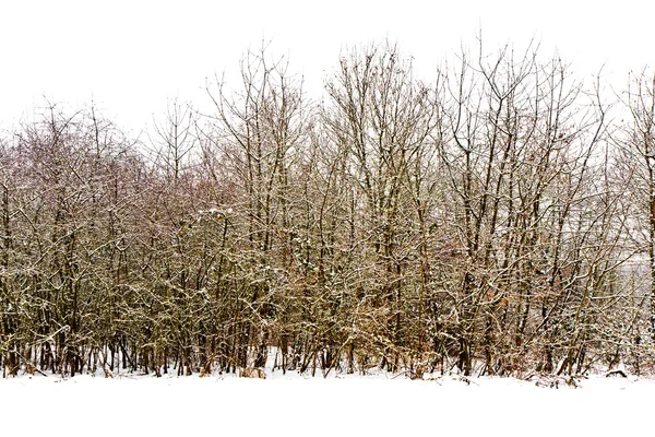 Деревья в зимнем пейзаже — стоковое фото