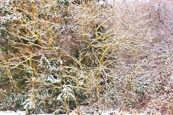 Árboles en el paisaje invernal — Foto de Stock