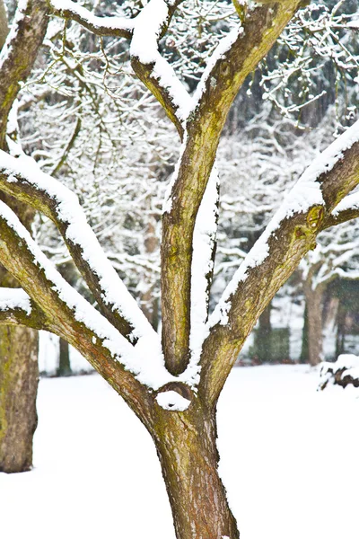 Fák a téli tájban — Stock Fotó