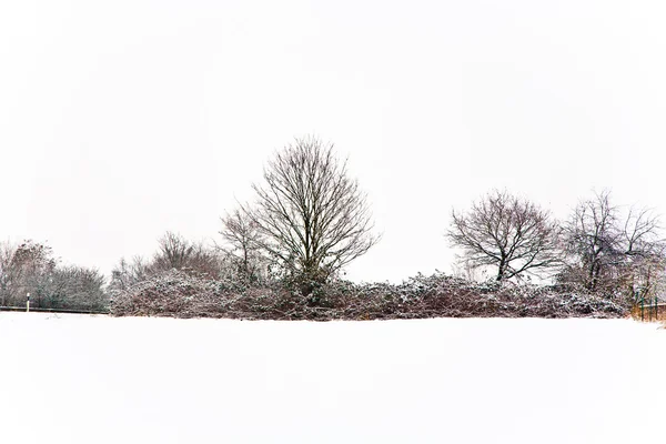겨울 풍경 속 의나무들 — 스톡 사진