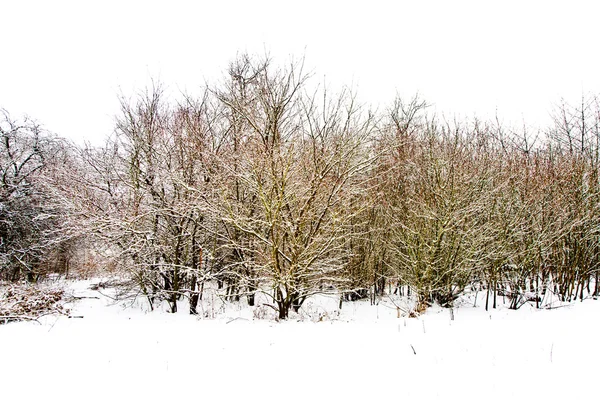 Árvores na paisagem de inverno — Fotografia de Stock