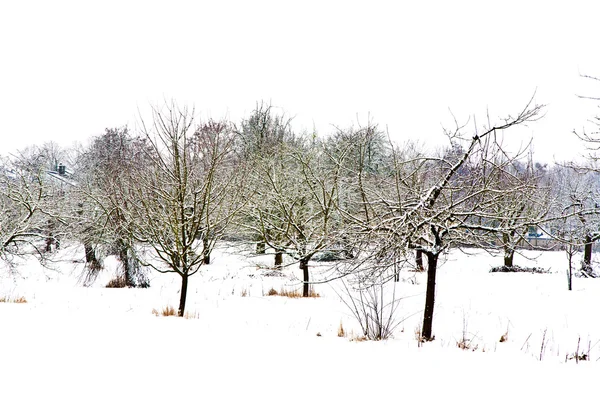 冬の風景の木 — ストック写真