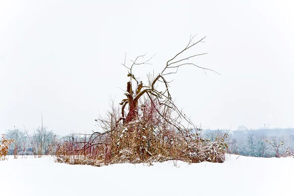 Stromy v zimní krajině — Stock fotografie