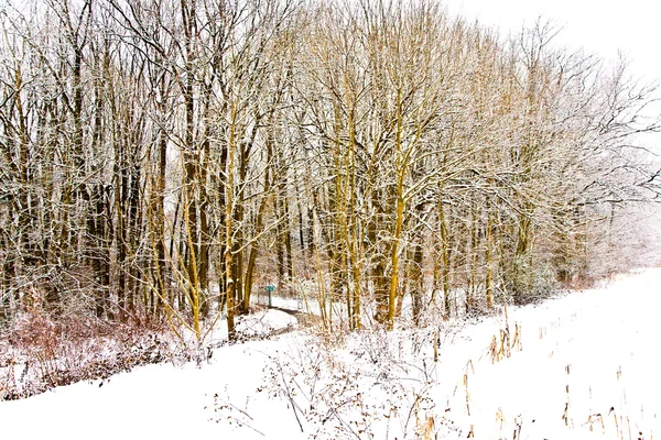 Kışın ağaçlar. — Stok fotoğraf