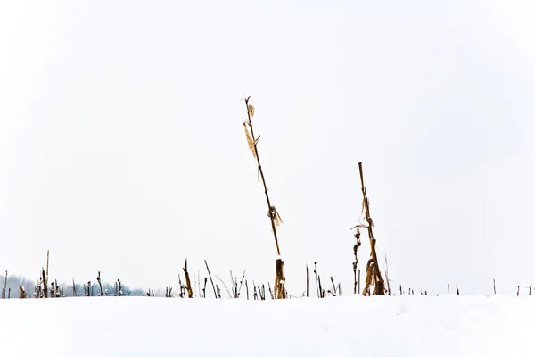 Kışın ağaçlar. — Stok fotoğraf