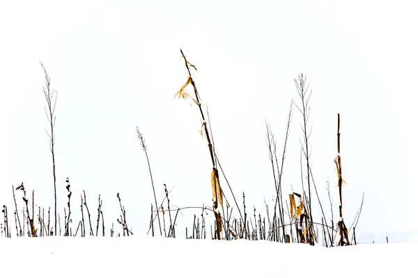 Bomen in het winterlandschap — Stockfoto