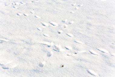 Feet of animals in snow clipart