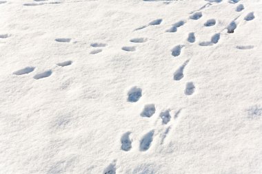 Ayakları karda hayvanların
