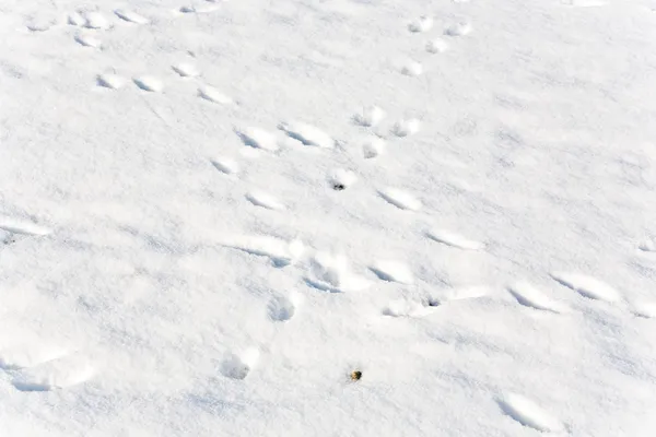 在雪中的动物的脚 — 图库照片