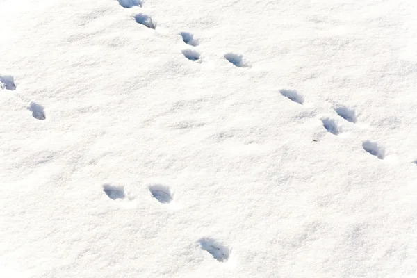 Feet of animals in snow — Stock Photo, Image