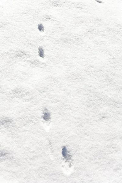 Fötter av djur i snö — Stockfoto