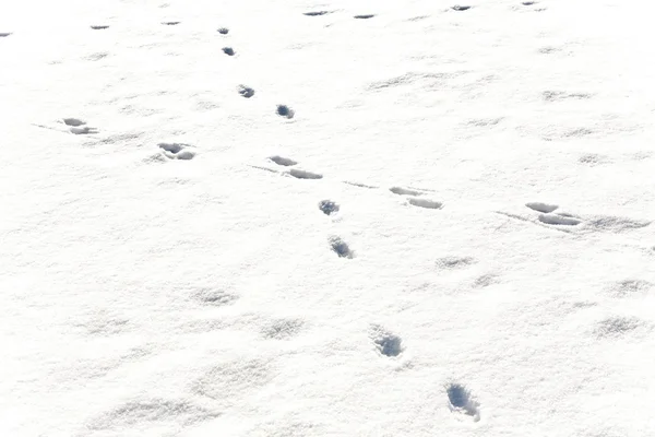 Voeten van dieren in de sneeuw — Stockfoto