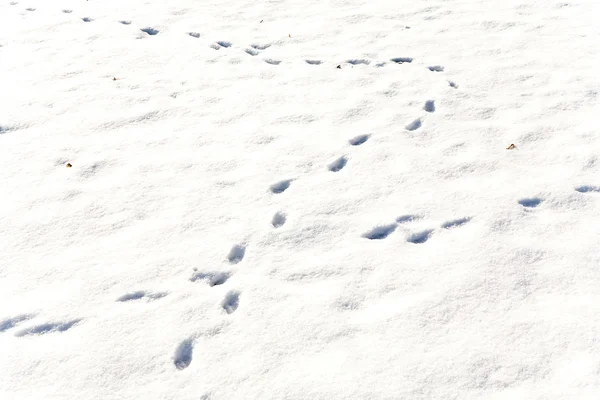 Stopy zvířat ve sněhu — Stock fotografie