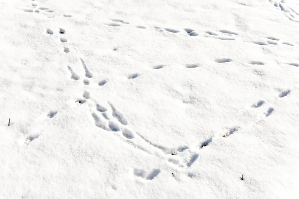 Pés de animais na neve — Fotografia de Stock