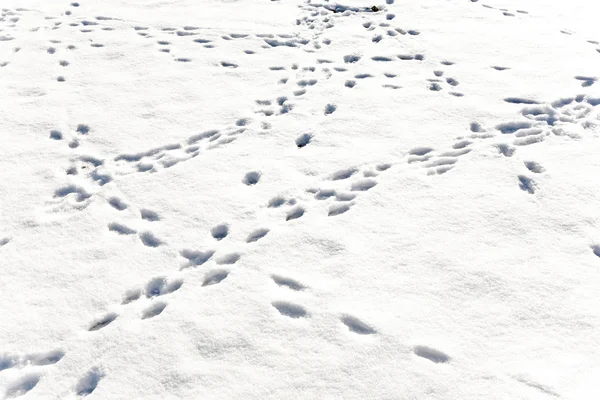 Pies de animales en la nieve — Foto de Stock