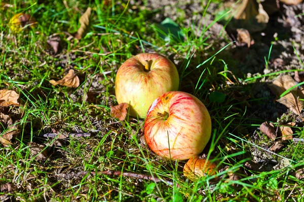 Спелое яблоко лежит на траве — стоковое фото