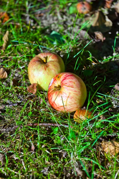 Olgun elma çim üzerinde yalan — Stok fotoğraf