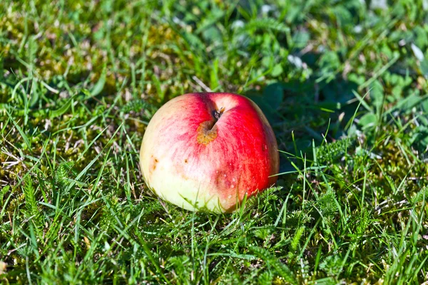 Ripe apple lying on the grass — Stock Photo, Image