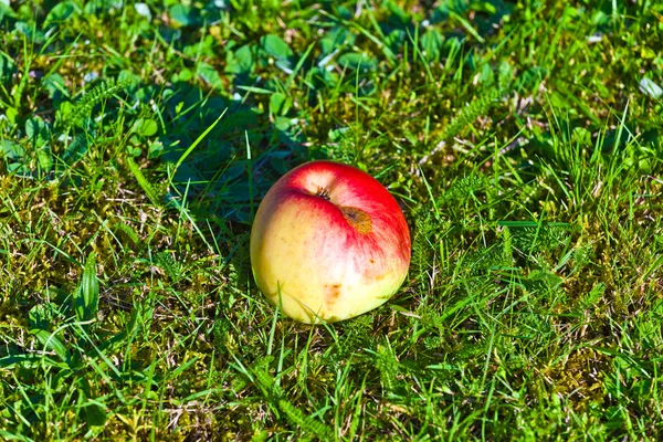 Dojrzałe jabłko, leżąc na trawie — Zdjęcie stockowe