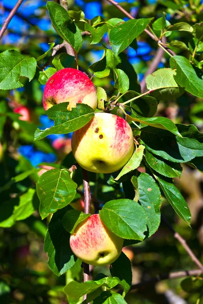 Спелое яблоко висит на яблоне — стоковое фото